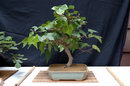 English Ivy Bonsai